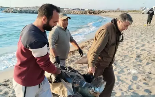 Kuşadası'nda 3 Deniz Kaplumbağası Ölü Bulundu