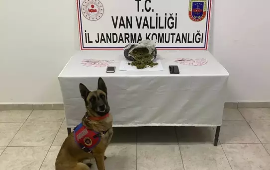 Van'da Mezarlık Yakınında Skunk Ele Geçirildi