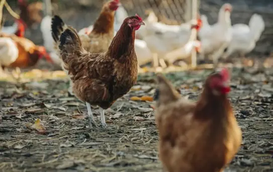Ülkeyi sarsan skandal! Tavuklara cinsel saldırıda bulunan şüpheliye 3 yıl hapis