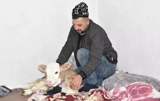 Tatvan'da Aile Buzağıyı Eve Aldı