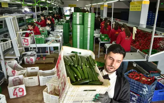 Türkiye, Rusya'nın Sebze İhtiyacını Karşılıyor
