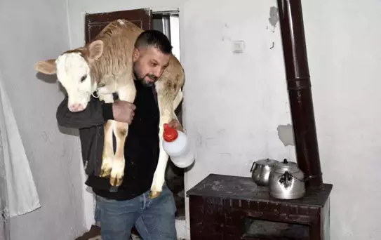 Hasta Buzağı Eve Alındı