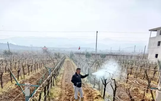 Sarıgöl'de Üzüm Üreticilerine İlaçlama Programı