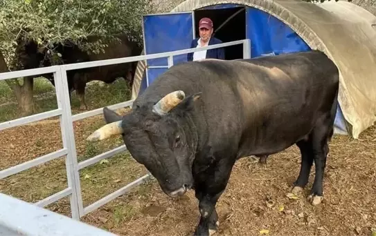 Aydın'da boğanın saldırdığı besici yoğun bakımda