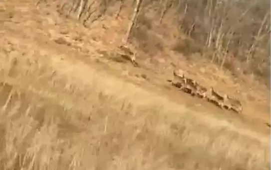 İnegöl'de Araç Sürücüleri Geyiklerle Karşılaştı