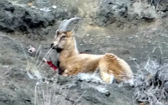 Yaralı dağ keçisini görüntüleyen aile hekimi: Tetiğe değil, deklanşöre basalım