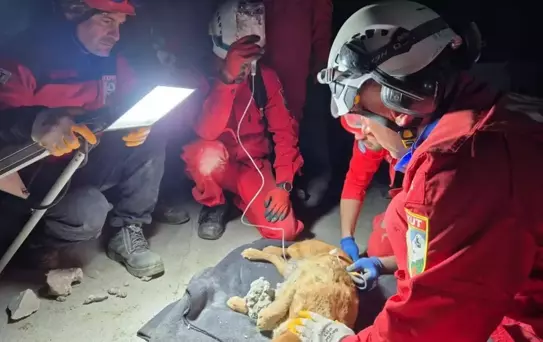 Kuruyan betonda mahsur kalan 'Paris', 7 saat sonra özgürlüğüne kavuştu