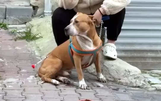 Pitbull'ün Saldırısı: 'Reis' Ağır Yaralandı