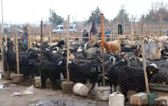 Diyarbakırlılar Et İçin Hayvan Pazarlarını Tercih Ediyor