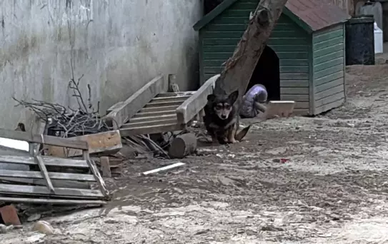 Pitbull Saldırısı: 95 Bin Lira Ceza