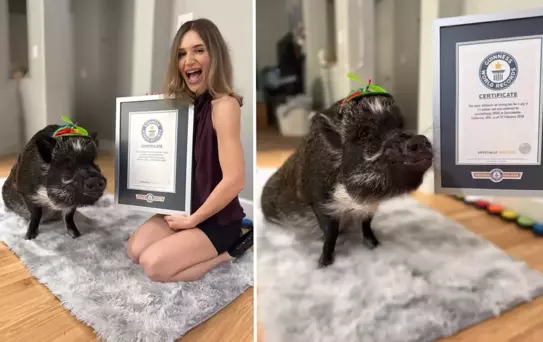 Adını dünya rekorlarına yazdıran domuz: Merlin