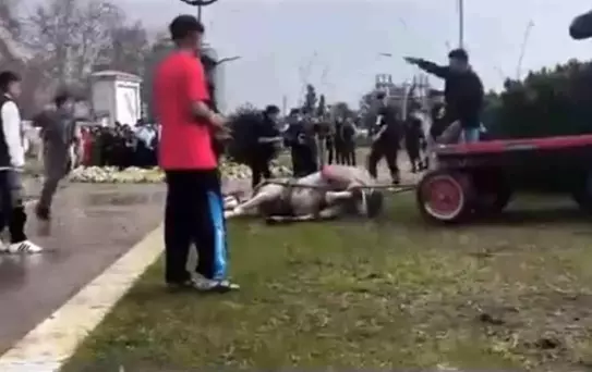 Adana'da atı döven kişi tepki topladı