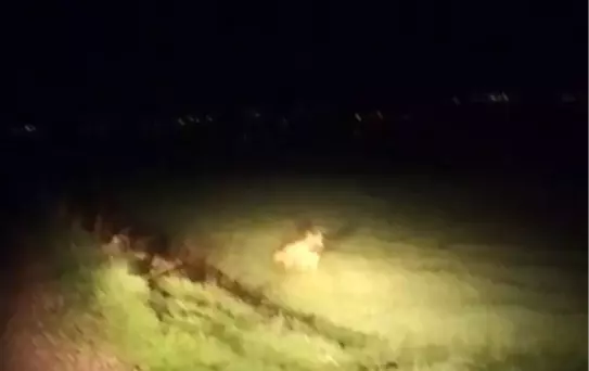 Besni'de Çizgili Sırtlan Görüntülendi