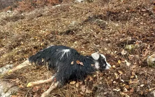 Kurtlar Tunceli'de 5 Hayvanı Telef Etti