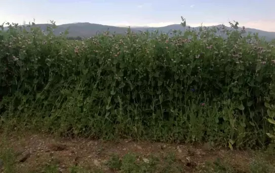 Bayburt'ta Bezelye Tohumu Desteği