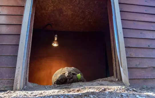 Kaplumbağa 'Sabi'ye Arkadaş Aranıyor