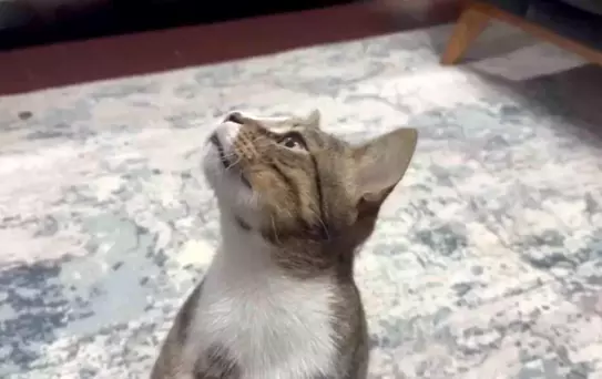 Dört yıldır kusan kedinin midesinden buzdolabı vakumu çıktı