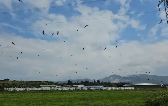 Leylekler Hatay'da Görsel Şölen Yarattı