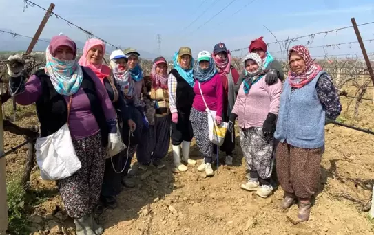 Alaşehir'de Üzüm Bağları Yeniden Canlanıyor