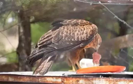 Yaralı Yaban Hayvanları Doğaya Kazandırılıyor