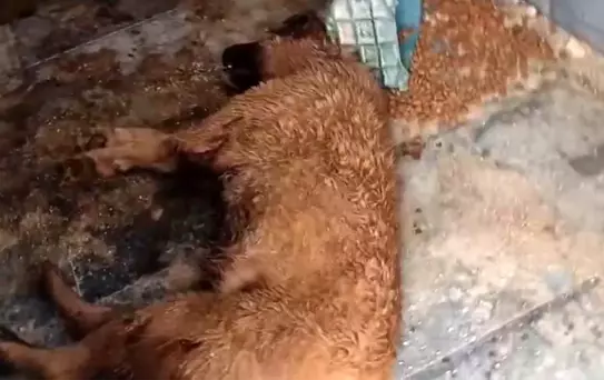 Bucak Belediyesi Sokak Hayvanları Bakımevi ve Rehabilitasyon Merkezi'nde feci görüntüler