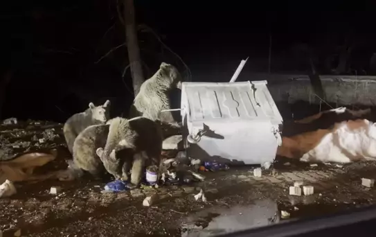 Uludağ'da Ayılar Yiyecek Ararken Görüntülendi