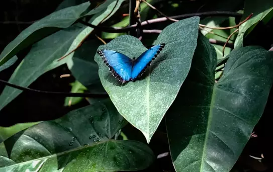 Konya'da Kelebek Bahçesi Ziyaretçileri Ağırlıyor