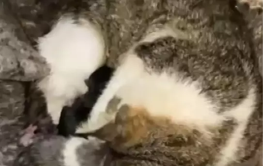 İskenderun'da Kedi ve Yavruları Kurtarıldı