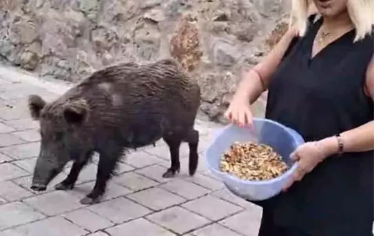 Safiye Soyman'ın Yaban Domuzu Macerası