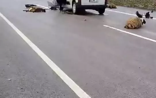 Siverek'te Koyun Sürüsüne Araç Çarptı
