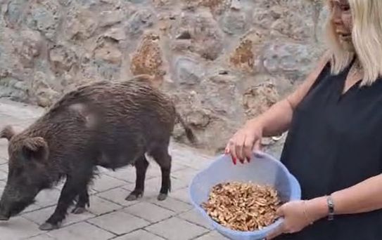 Safiye Soyman'dan Yaban Domuzuna Yardım