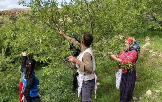 Mersin'de Badem Çağlası Hasadı Erken Başladı