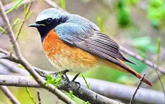 Antalya'da Göçmen Kuşlar Akın Ediyor