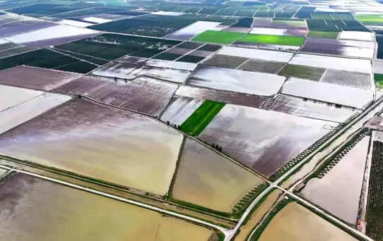 Adana'da aşırı yağış tarım alanlarını olumsuz etkiledi