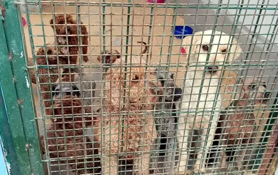 Kayıt Dışı Köpek Çiftliğine Operasyon