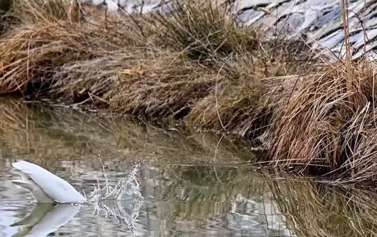 Ekşisu Sazlığı'nda Büyük Ak Balıkçıl Avlandı