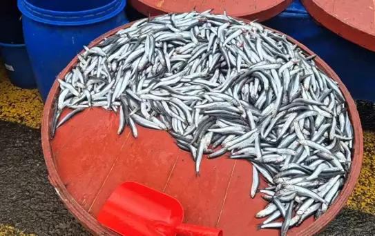 Hamsi Fiyatları 200 Liraya Yükseldi