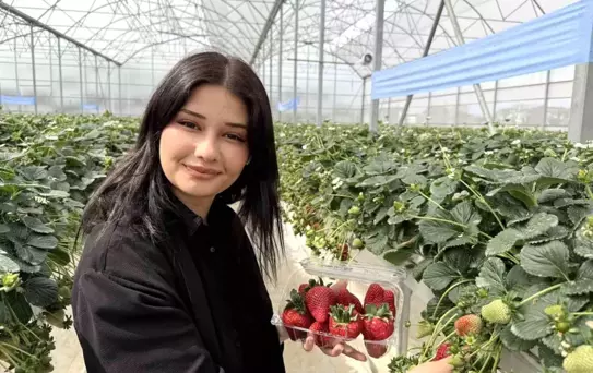 Tarsus'ta topraksız tarımda ilk çilek hasadı yapıldı