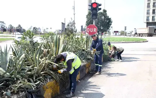 Hatay Büyükşehir Belediyesi bitkide dışa bağımlılığı en aza indirmeyi hedefliyor