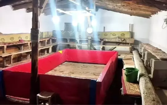 Muş'ta Horoz Dövüşüne Cezalar