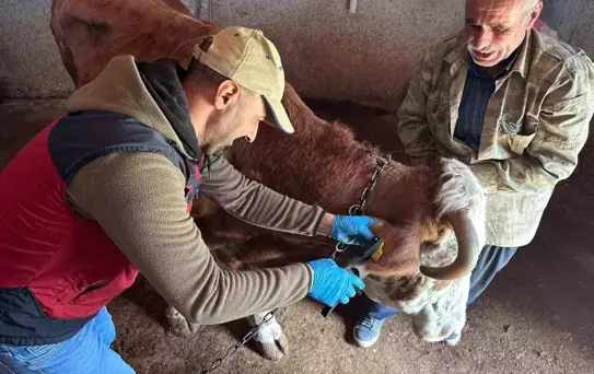Tunceli'de Şap Aşılama Çalışmaları Devam Ediyor
