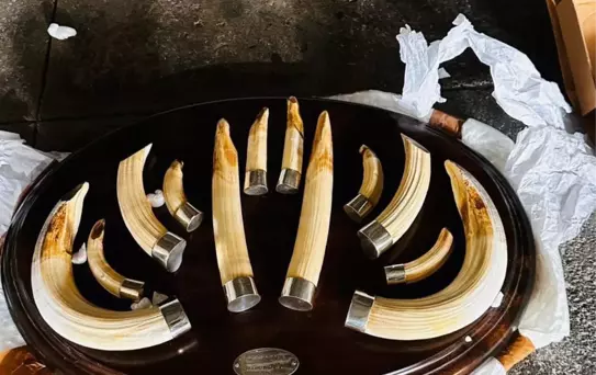 Trabzon Limanı'nda Yaban Hayvanı Trofesi Ele Geçirildi