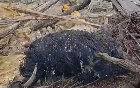 Başkale'de Yağış Sonrası Ahır Çöktü