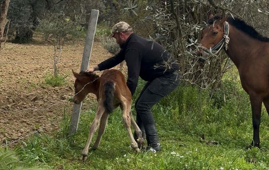 Dikenli Tellerdeki Tay Kurtarıldı