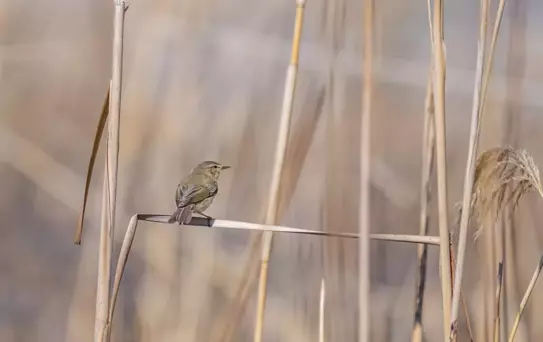 Çıvgın Kuşu Diyarbakır'da Görüntülendi
