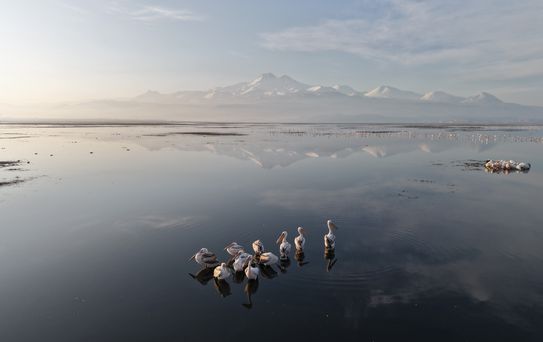 Kayseri'nin ilk pelikanları geldi