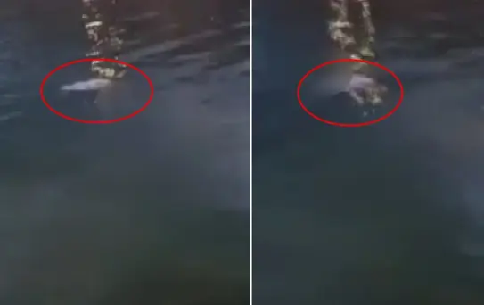 İnsanlık ölmüş dedirten görüntü: Ya bırak, sabaha kadar polise ifade verirsin