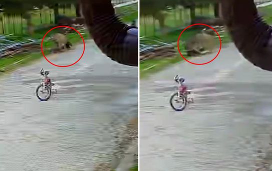 Saldırgan eşek, 5 yaşındaki çocuğa kabusu yaşattı