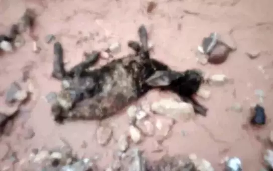 Sel, Şırnak'ta Göçerleri Vurdu