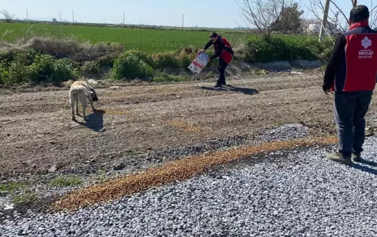 Flamingolar için doğaya yem bırakıldı